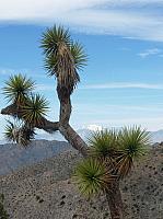 joshua tree national park (47).JPG
